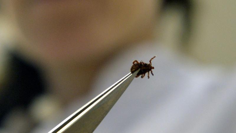 Rémisztő a 2023-as kullancsinvázió: még a strandok sem mentesek a veszélytől!